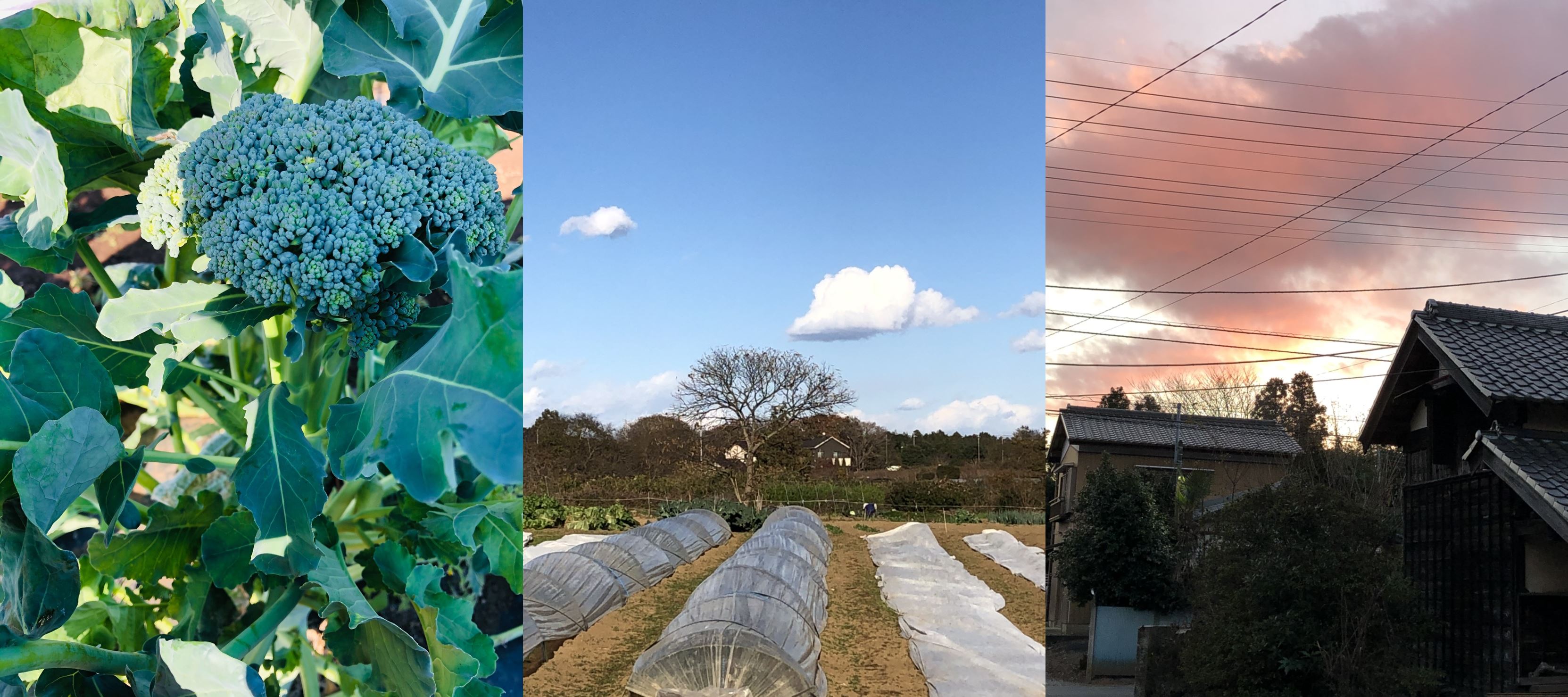 farmSet3