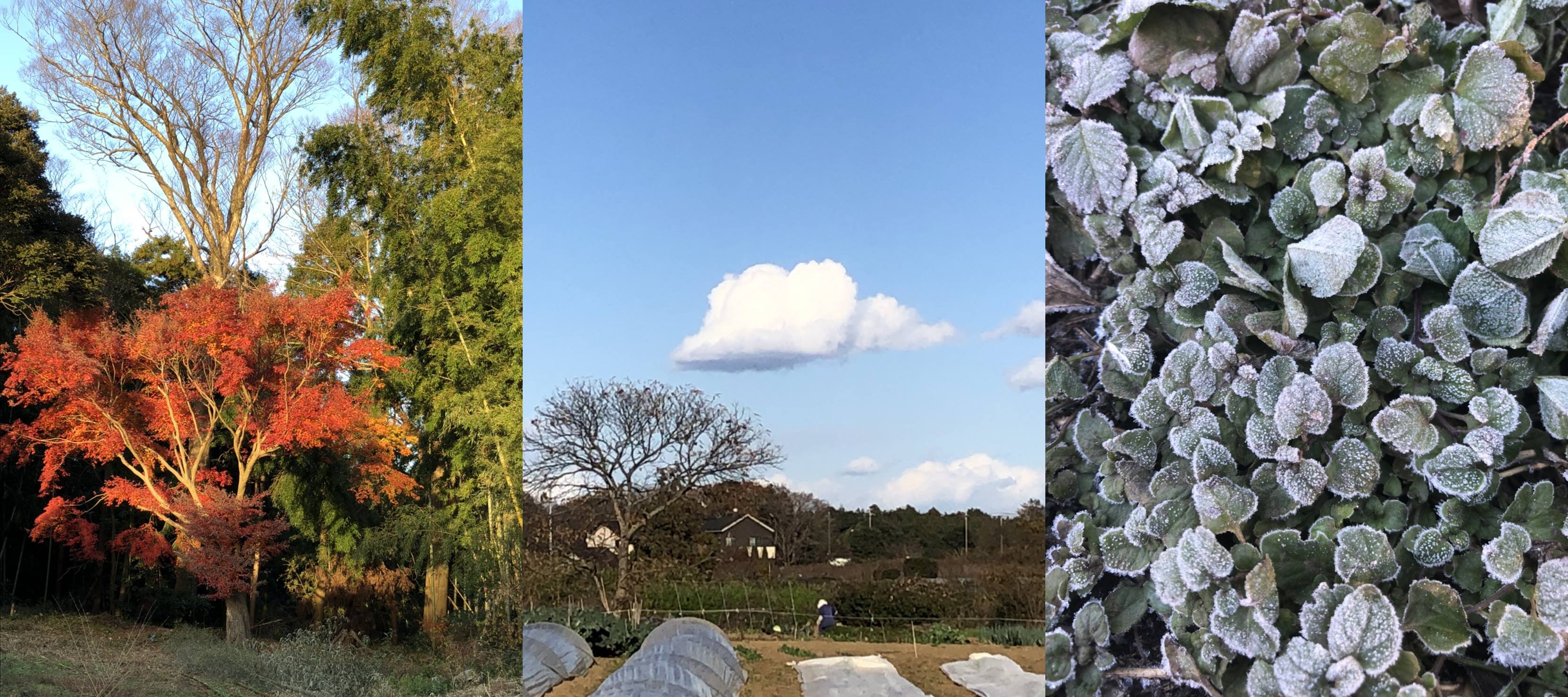 farmSet4