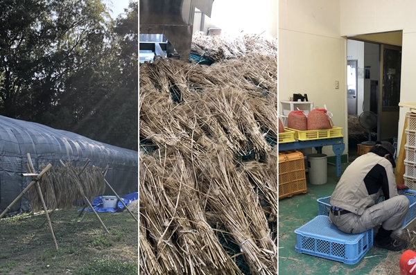 大麦の枝ごと収穫・天日干し・手作業で脱穀