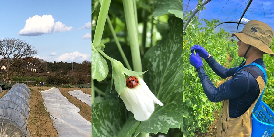 エンドウ豆の越冬と開花