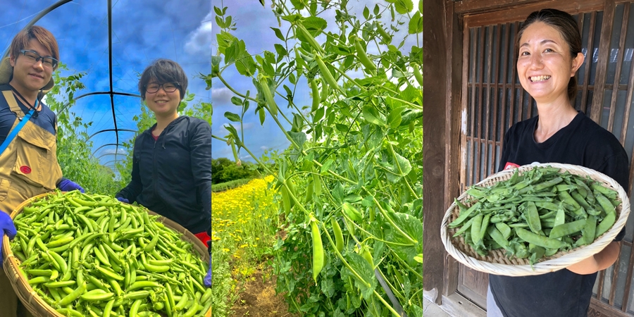 スナップエンドウと日本絹莢豌豆