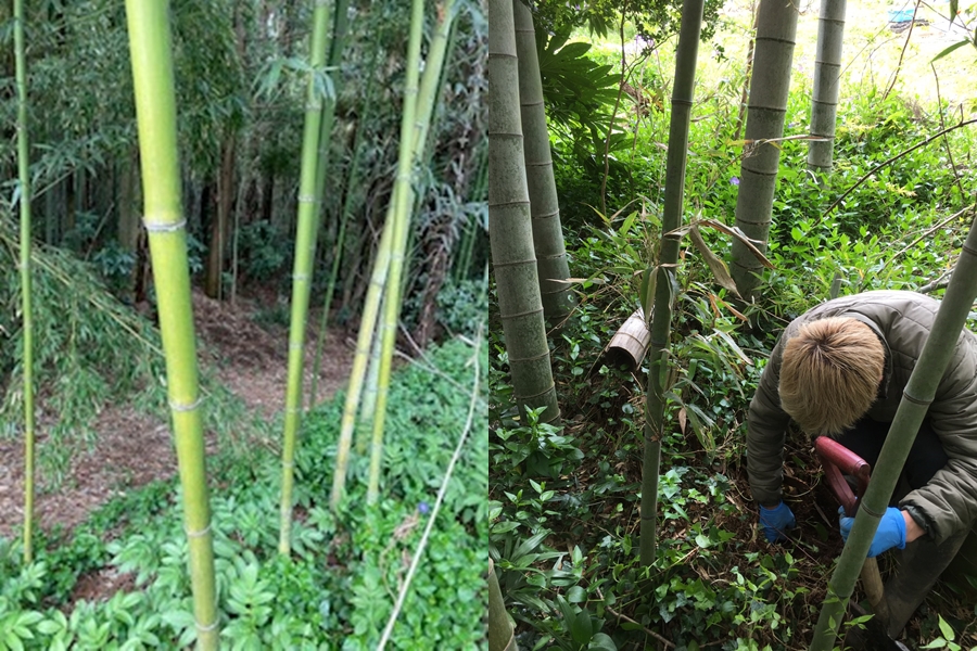 竹林とタケノコ掘り