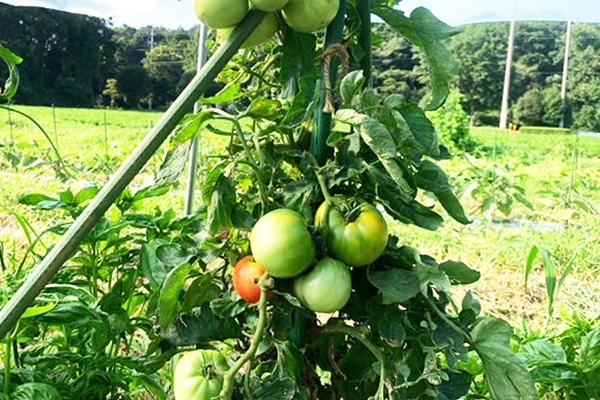 自生のトマトを固定種に?自生大玉トマト